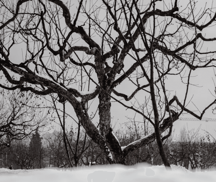 Snowy tree