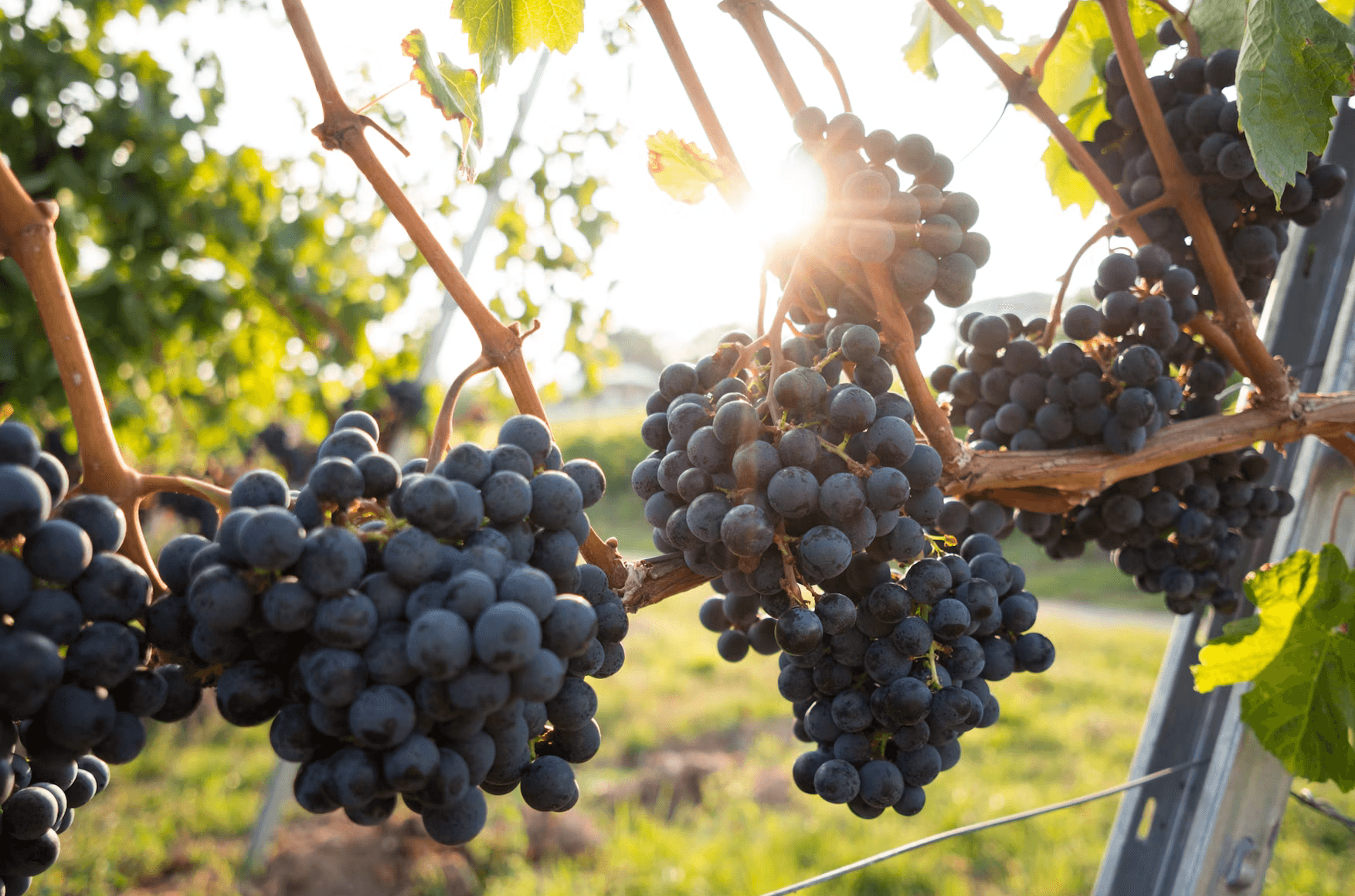 Grapes on the vine
