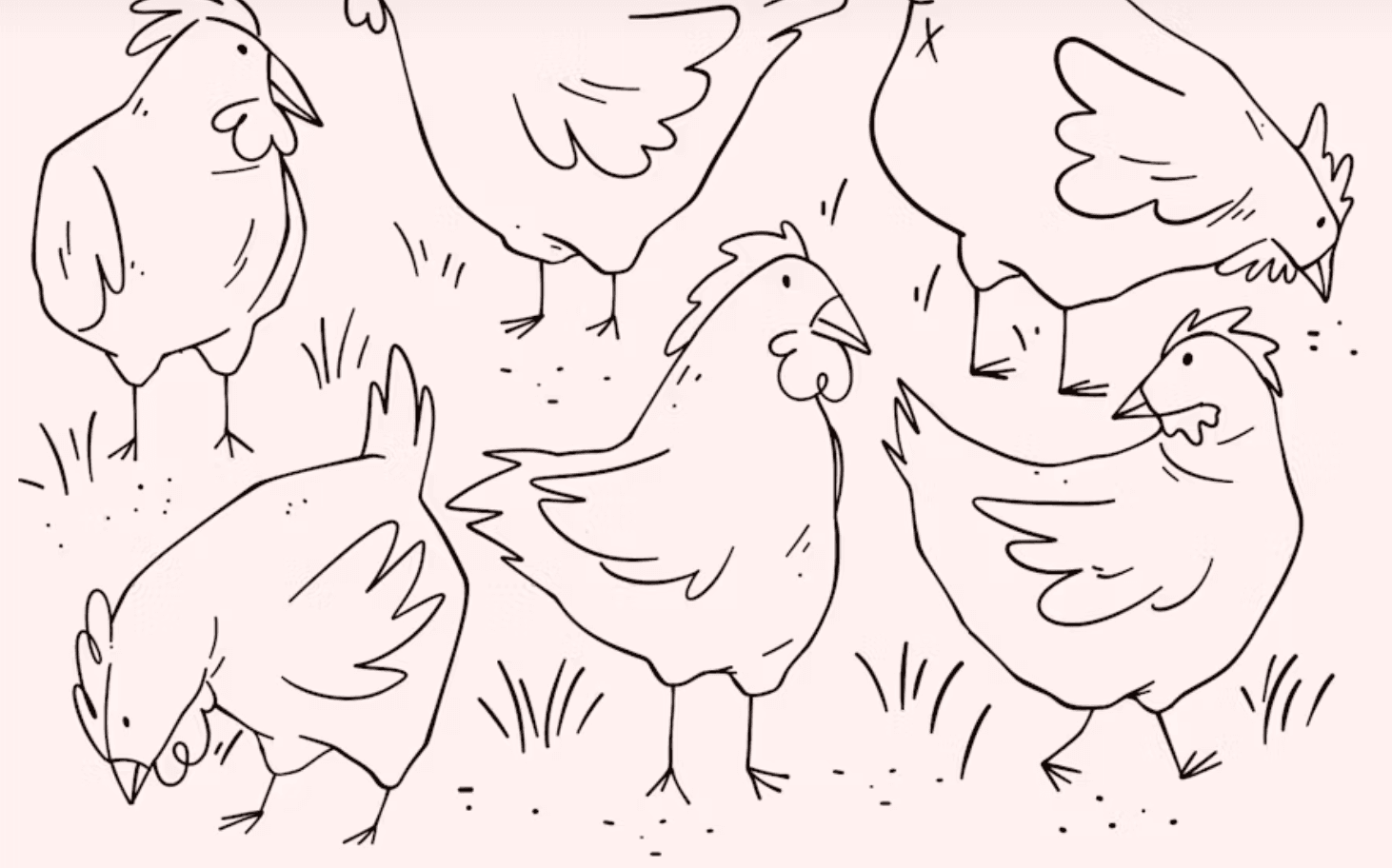 Chickens