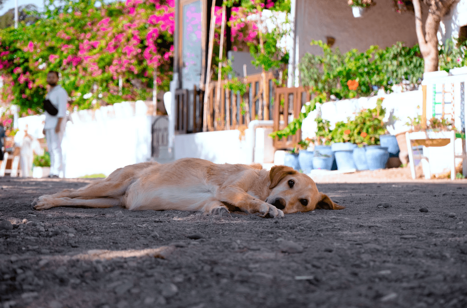 Dog lying on the ground