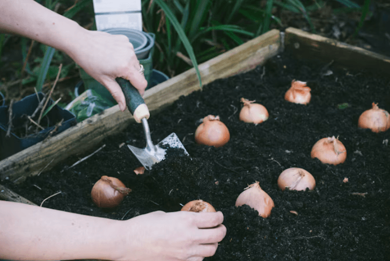 Planting bulbs