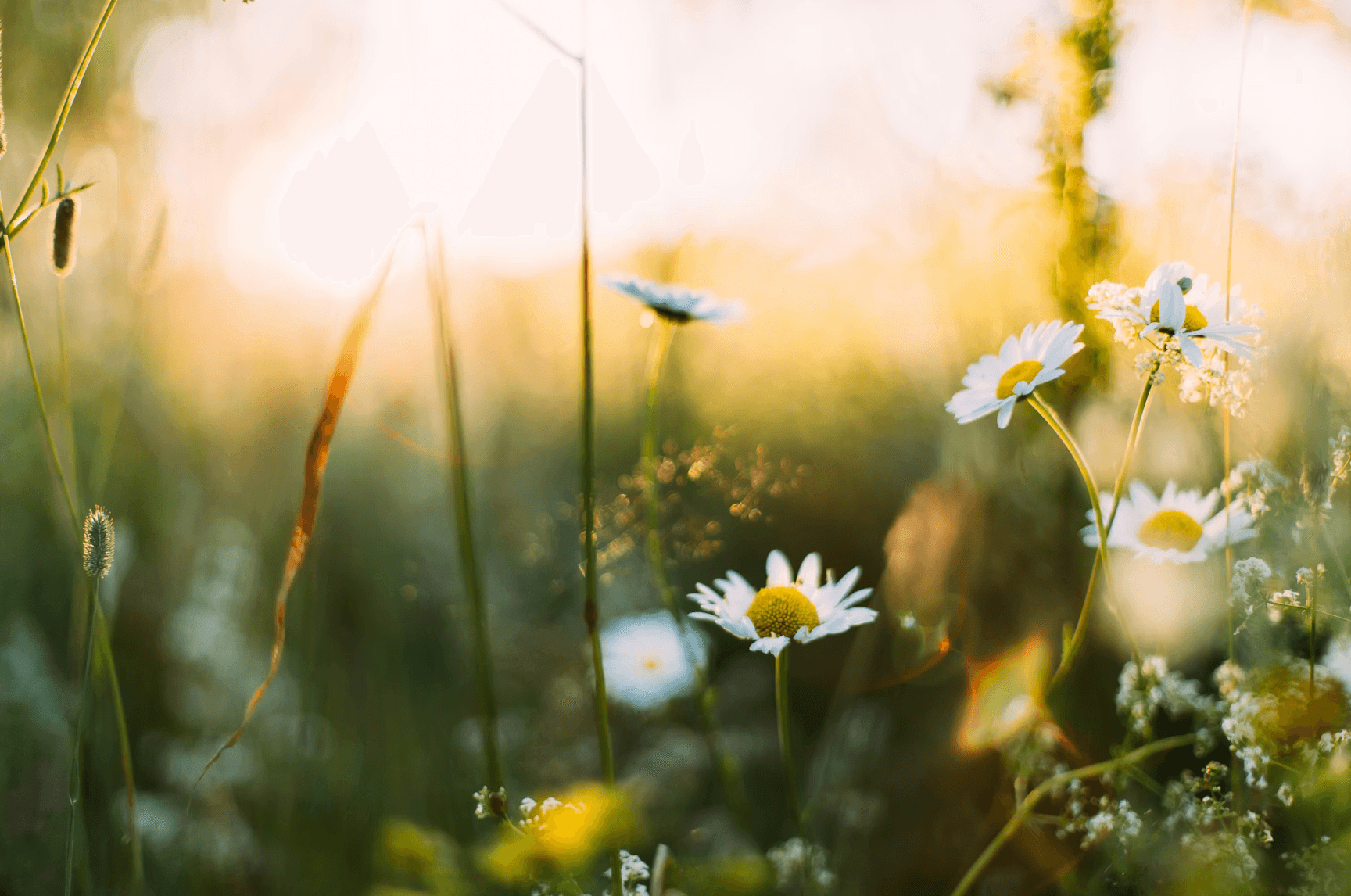 Daisies in a spring feild