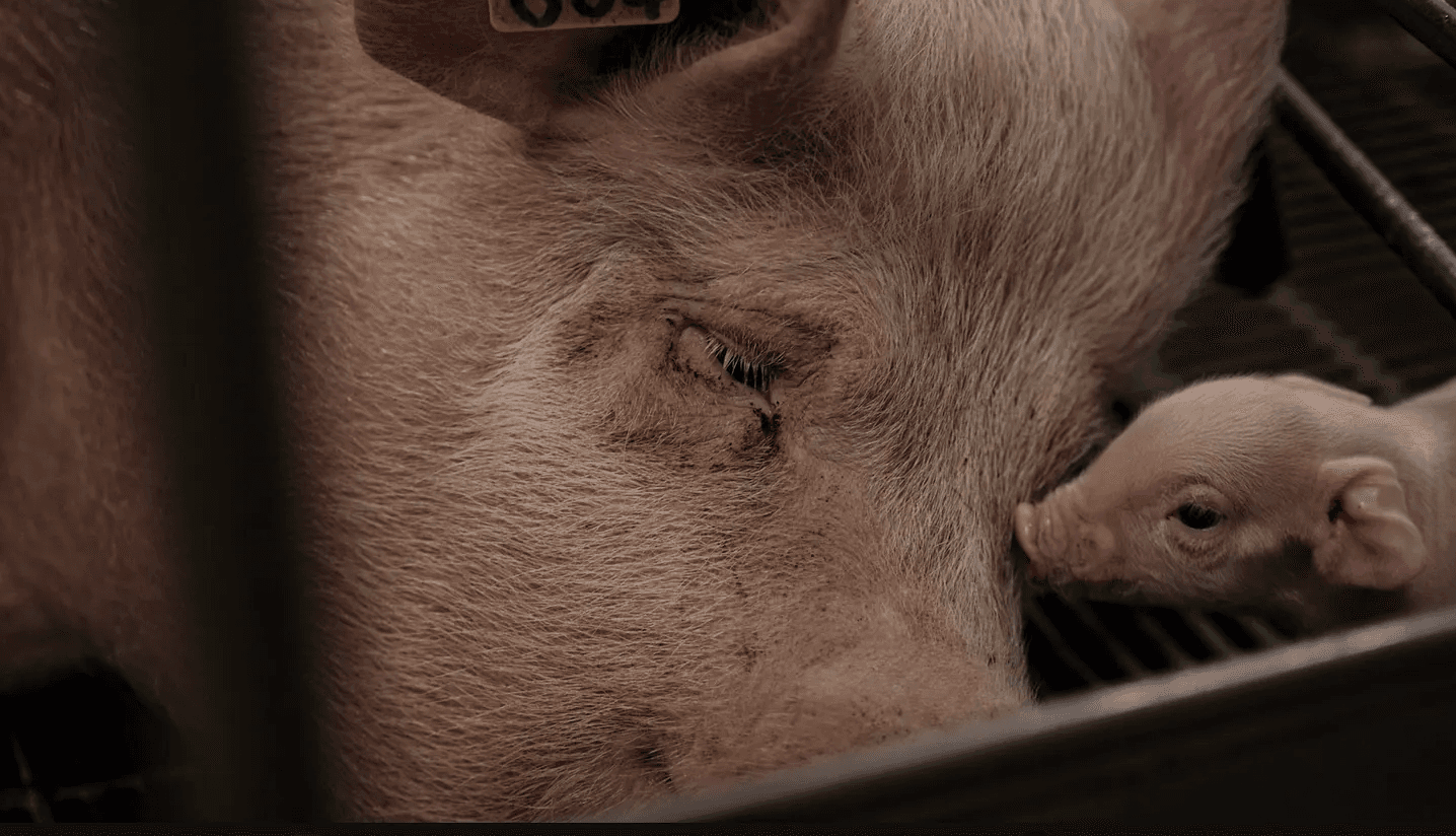 Image of Luna the sow in her cage.