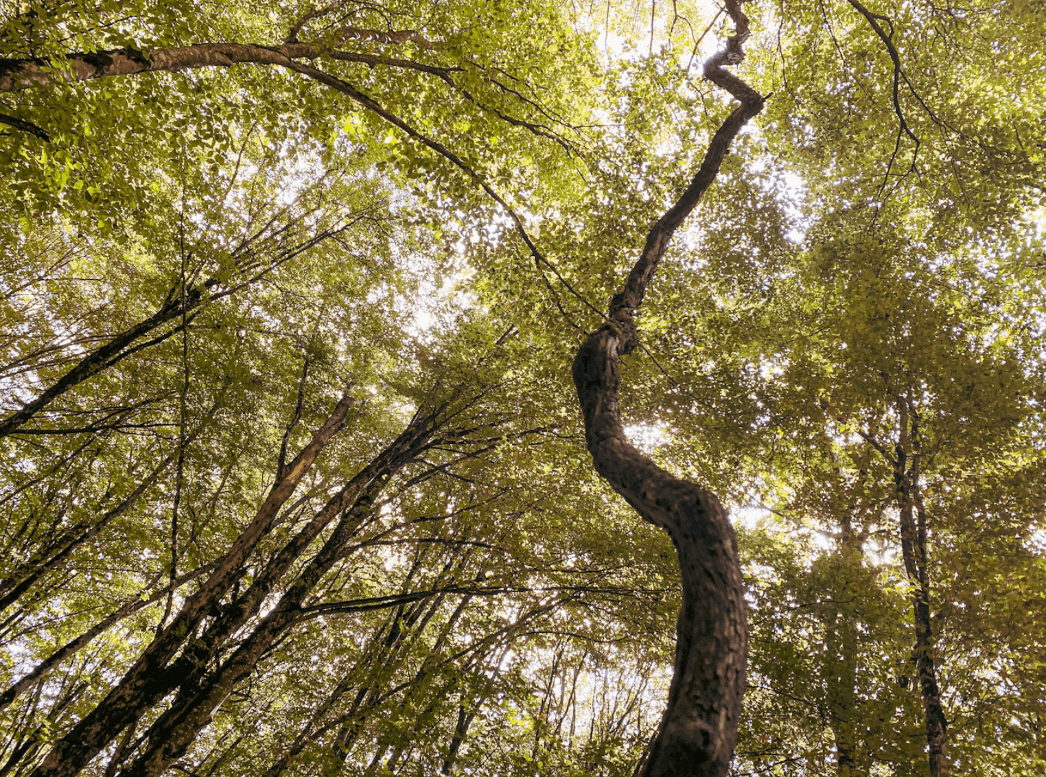 Trees in a woodland