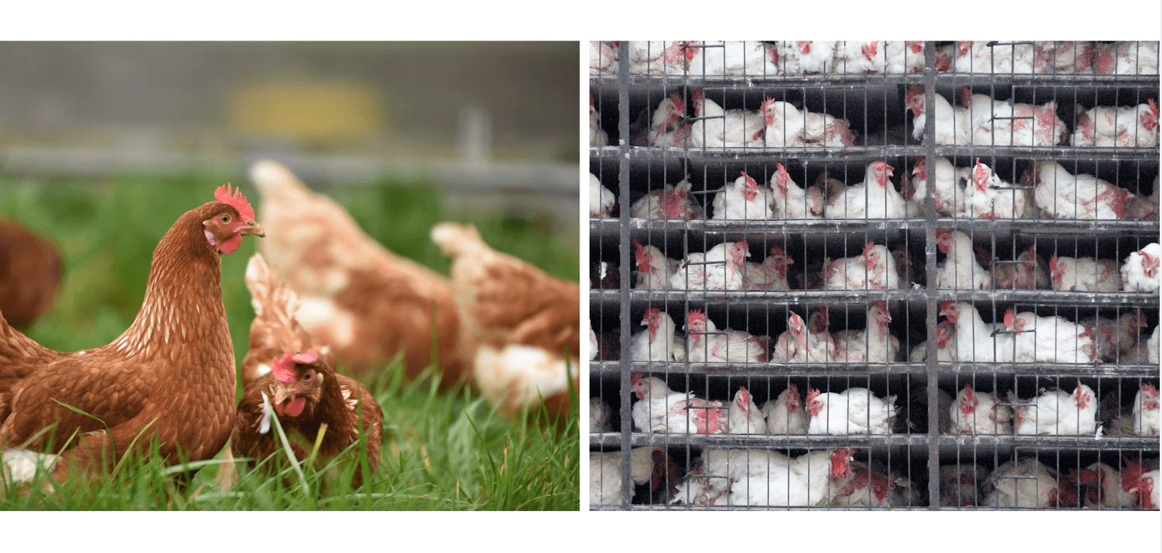 Pet chickens vs factory chickens