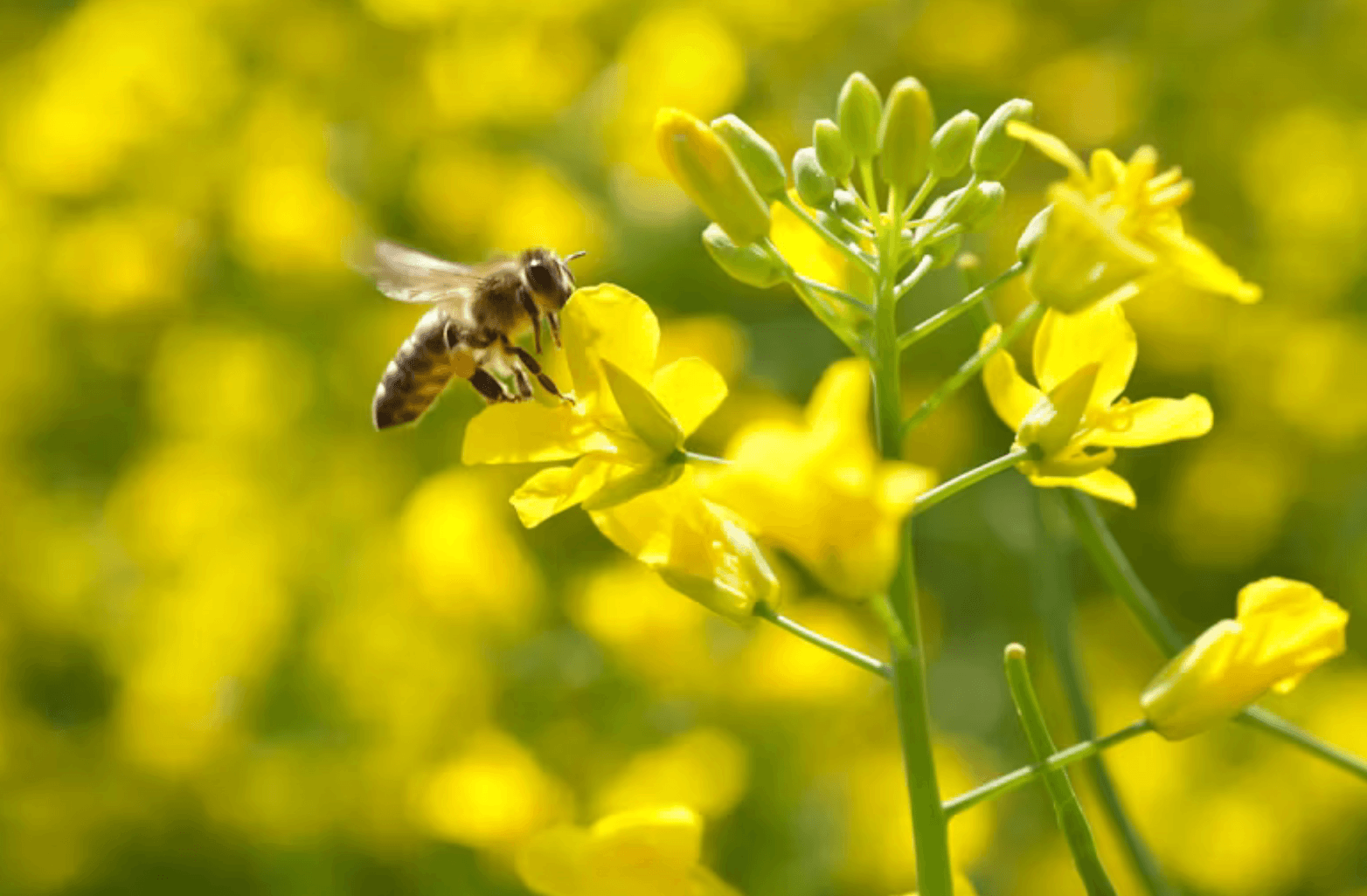 Bee on a flower