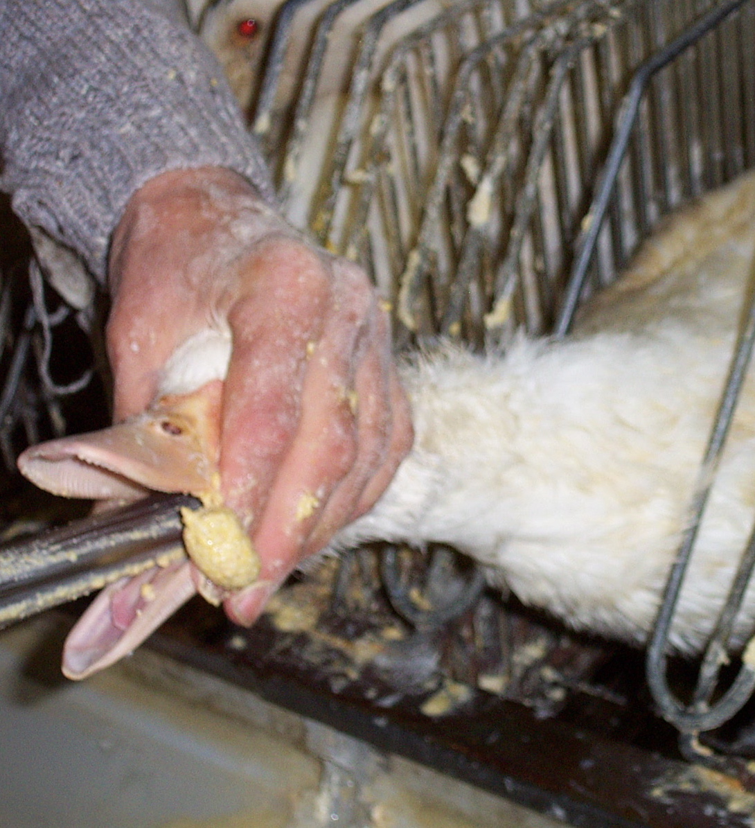 JVS image - Foie gras production