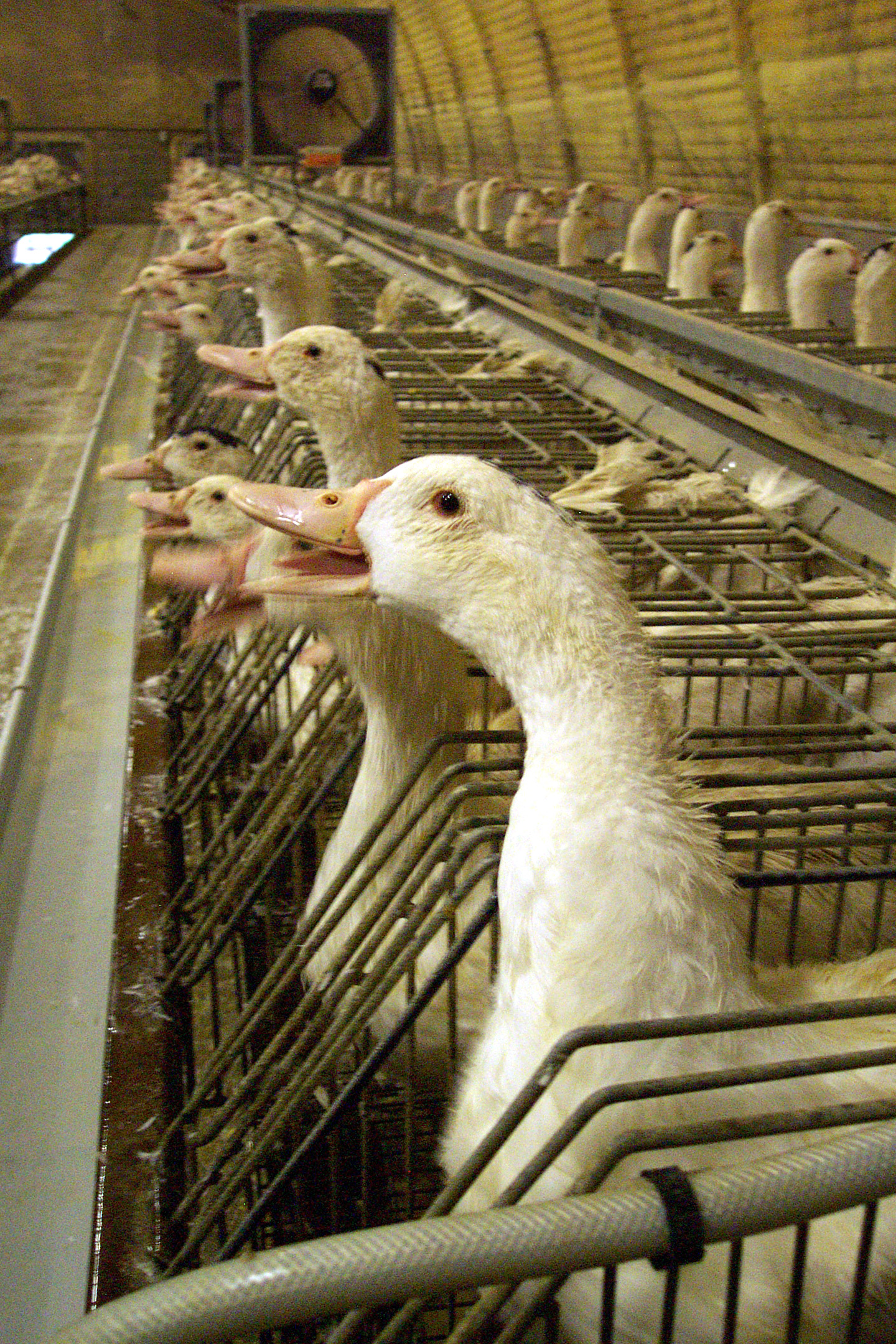 Geese used for foie gras