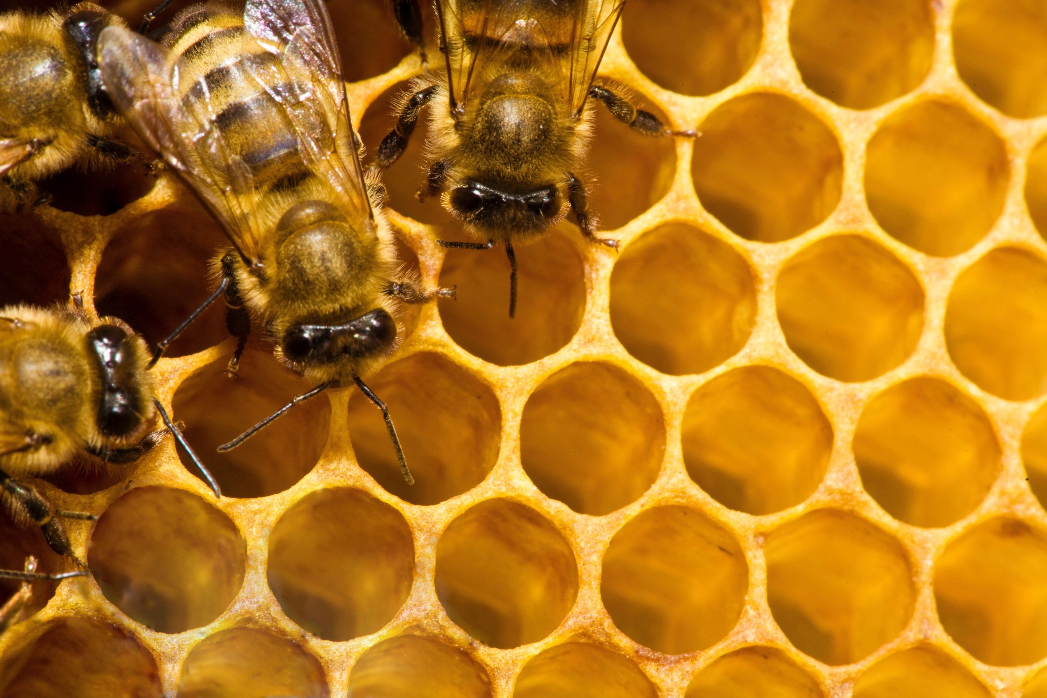 Honey production 1