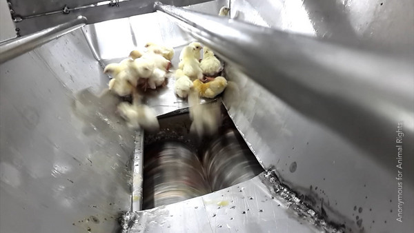 These-live-chicks-were-ground-up-in-macerator_reference