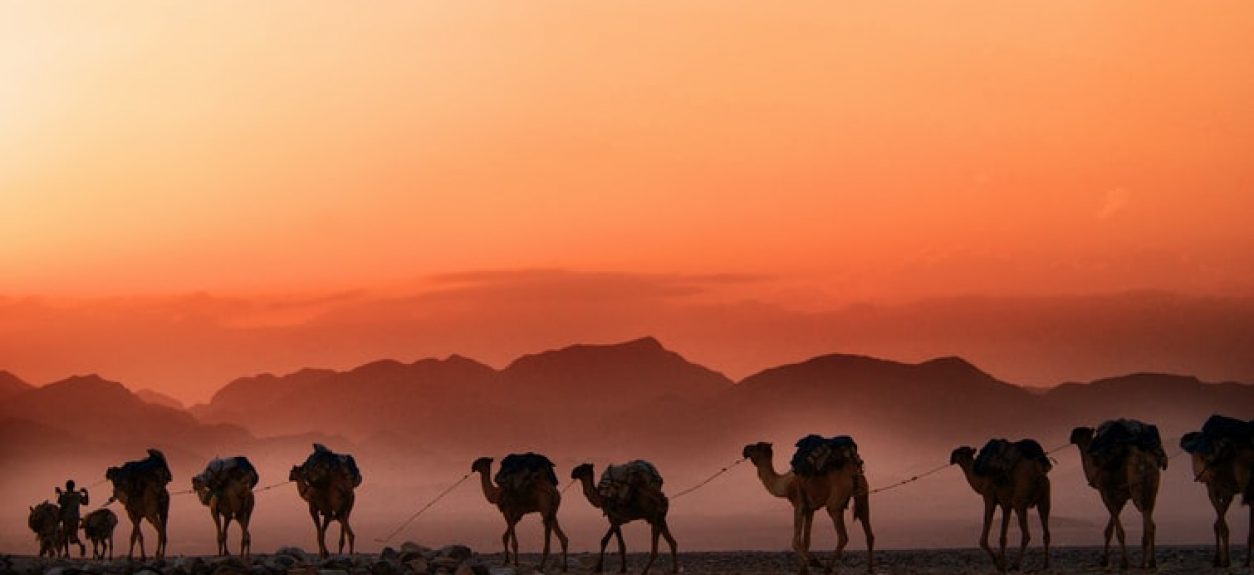 camels