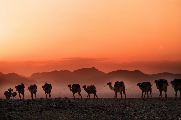 camels